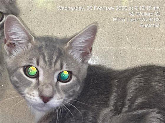 Other  Cat, impounded 25 February 2026