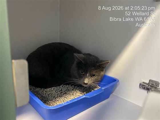 Grey  Cat, impounded 08 August 2026