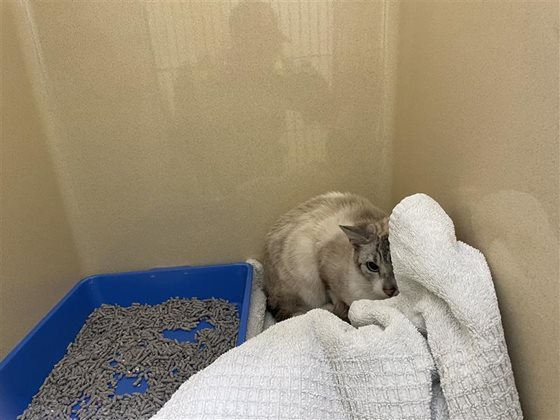 Other  Cat, impounded 04 December 2025