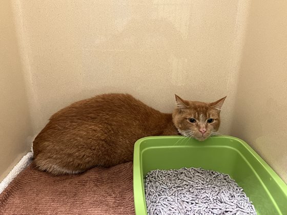 Ginger  Cat, impounded 06 October 2025