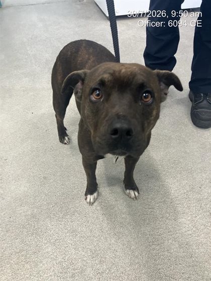 Brindle  Dog, impounded 30 July 2026