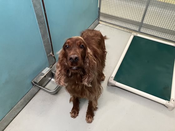 Red  Dog, impounded 18 August 2026