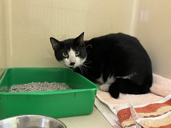 Black and White  Cat, impounded 05 May 2025