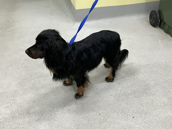 Black and Tan  Dog, impounded 20 July 2026