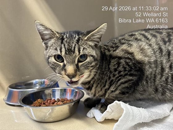 Tabby  Cat, impounded 29 April 2026