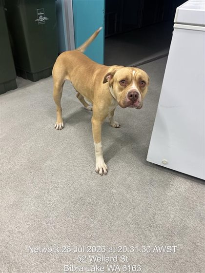 Tan and White  Dog, impounded 27 July 2026