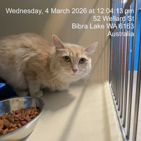 Other  Cat, impounded 04 March 2026