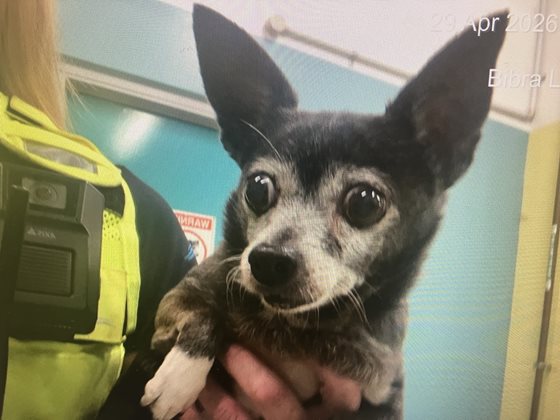 Black  Dog, impounded 29 April 2026