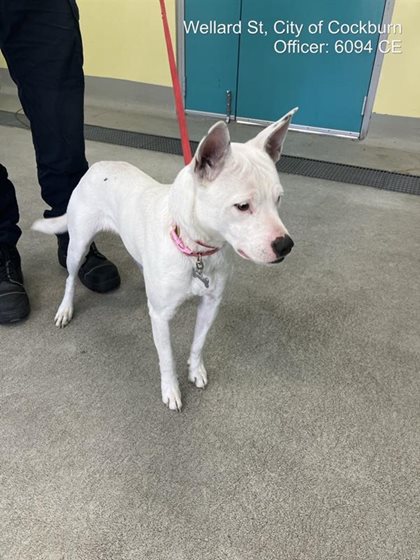 White  Dog, impounded 24 August 2026