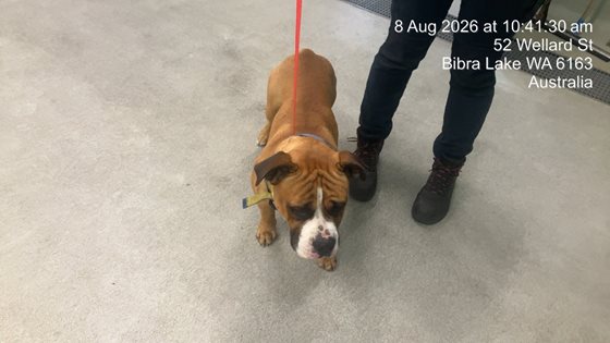 Tan  Dog, impounded 08 August 2026