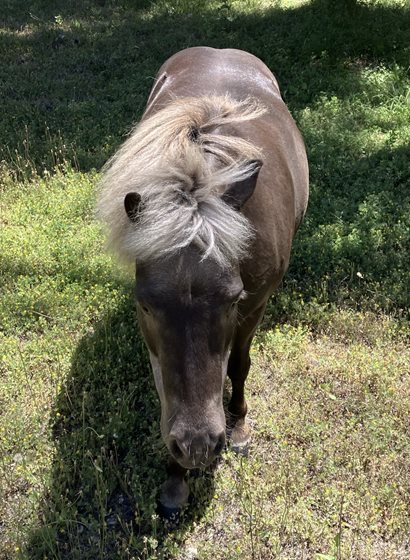 Brown and Tan  Other, impounded 30 November 2025