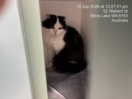 Black and White  Cat, impounded 19 September 2026