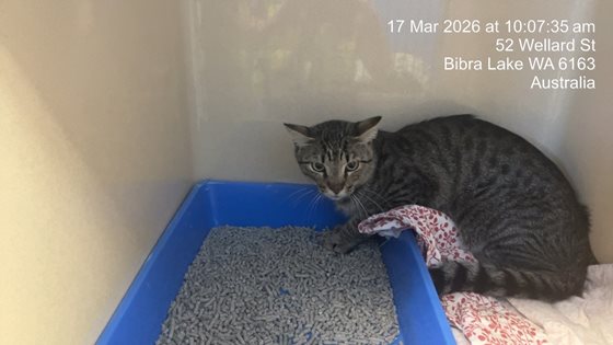 Other  Cat, impounded 17 March 2026