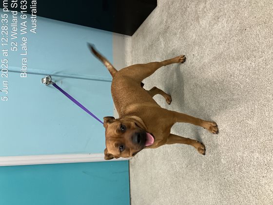 Tan  Dog, impounded 05 June 2025
