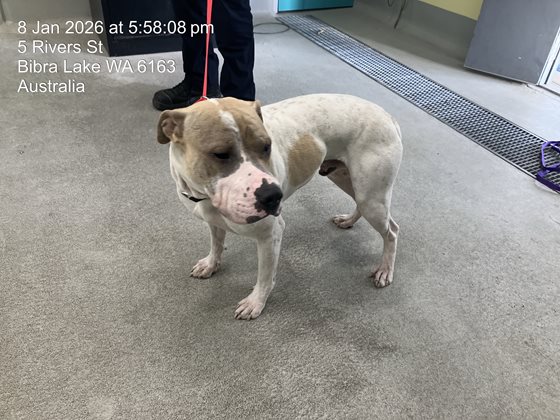 Tan and White  Dog, impounded 08 January 2026