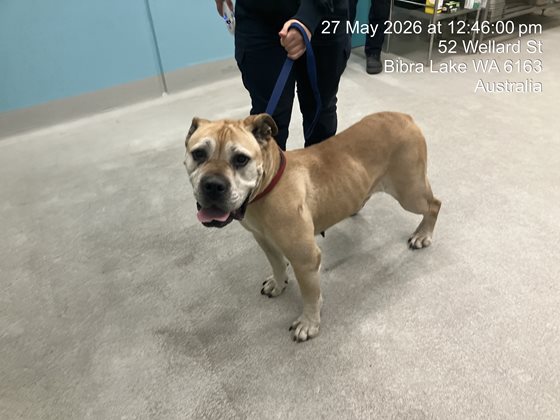 Black and Tan  Dog, impounded 27 May 2026