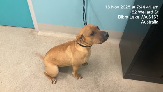 Tan  Dog, impounded 17 November 2025