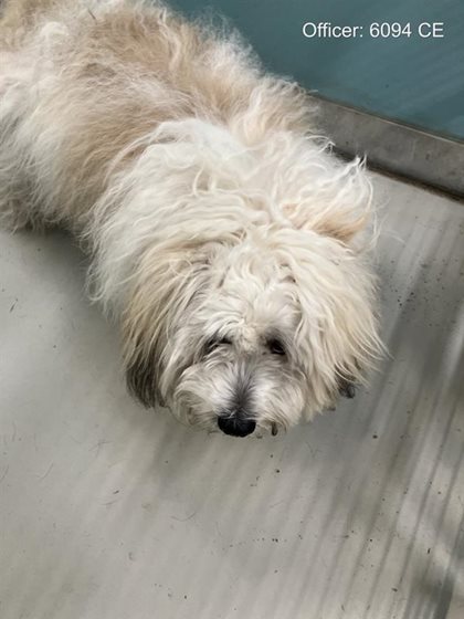 White  Dog, impounded 23 June 2026