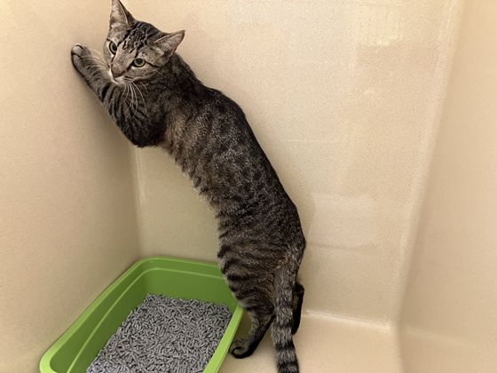 Tabby  Cat, impounded 08 December 2025