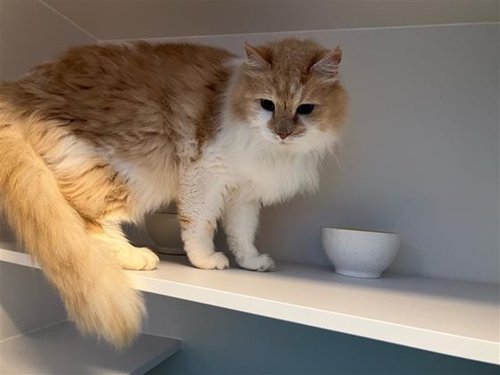 Ginger & White  Cat, impounded 20 July 2026