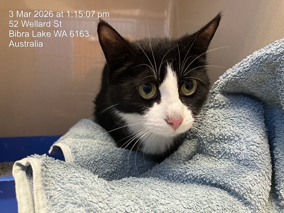 Black and White  Cat, impounded 03 March 2026