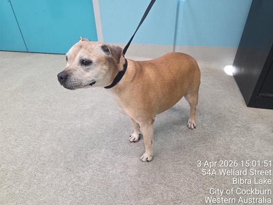 Tan  Dog, impounded 03 April 2026