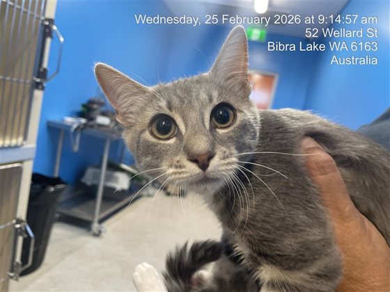 Other  Cat, impounded 25 February 2026