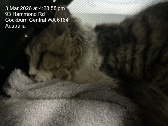 Mixed  Cat, impounded 03 March 2026