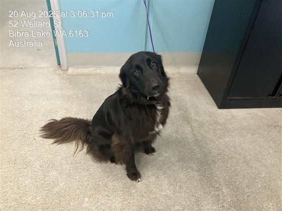 Black  Dog, impounded 20 August 2025
