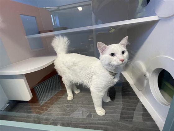 Other  Cat, impounded 16 August 2026