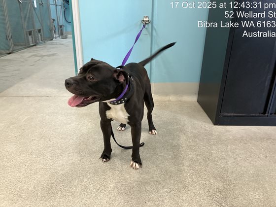 Black and White  Dog, impounded 17 October 2025
