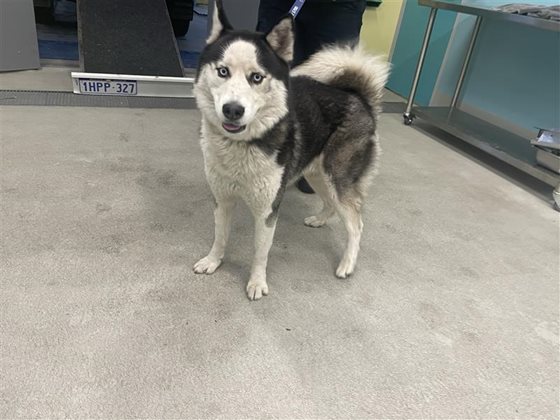 Black and White  Dog, impounded 05 July 2026