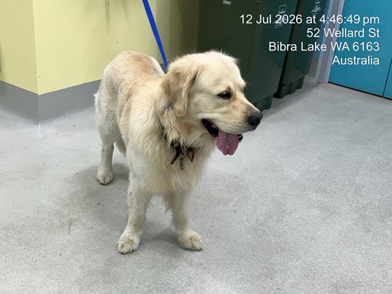 Gold  Dog, impounded 12 July 2026