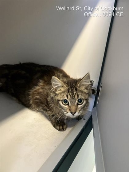 Tabby  Cat, impounded 14 September 2026