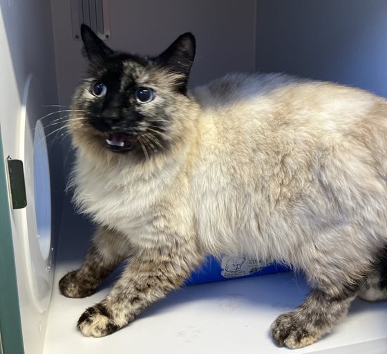 Sealpoint  Cat, impounded 25 August 2026