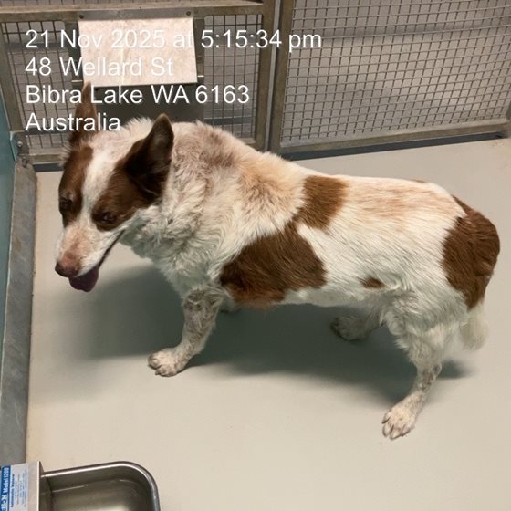 Other  Dog, impounded 21 November 2025