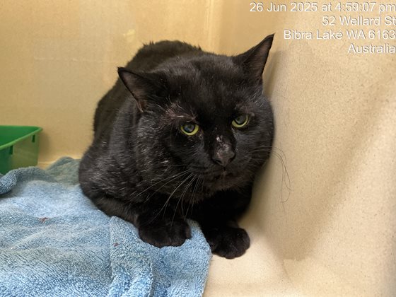 Black  Cat, impounded 26 June 2025
