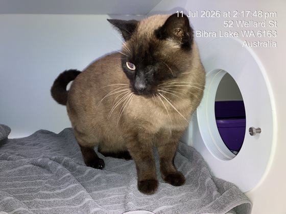 Sealpoint  Cat, impounded 11 July 2026