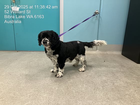 Black and White  Dog, impounded 29 October 2025
