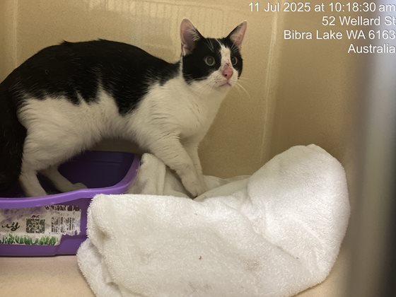 Black and White  Cat, impounded 11 July 2025