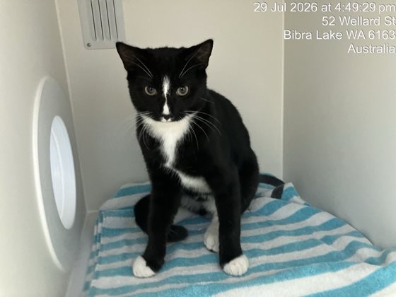 Black and White  Cat, impounded 29 July 2026