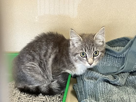 Other  Cat, impounded 02 June 2026