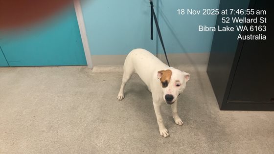 Tan and White  Dog, impounded 18 November 2025