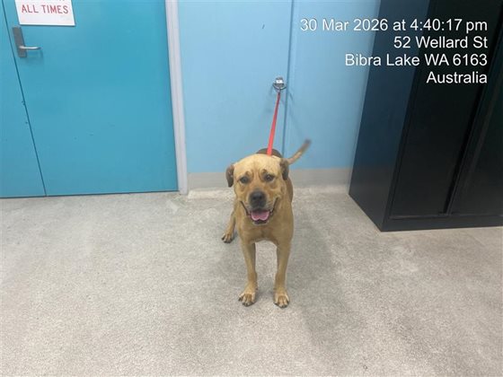 Tan  Dog, impounded 30 March 2026