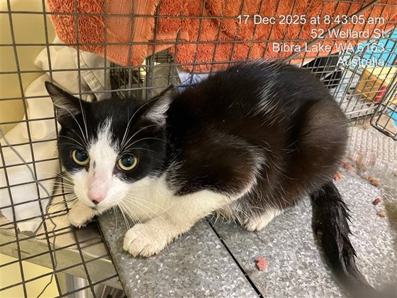 Black and White  Cat, impounded 17 December 2025