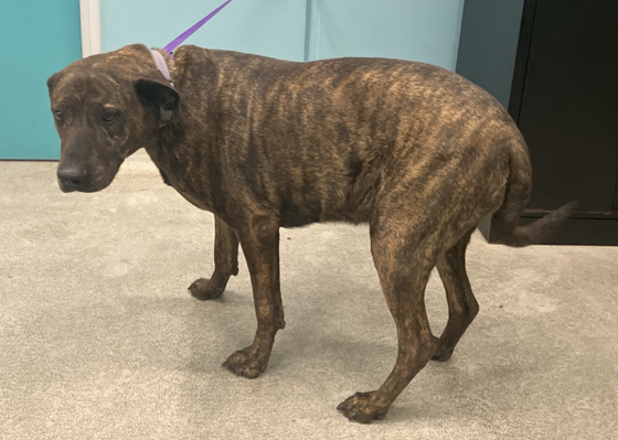 Brindle  Dog, impounded 11 January 2026