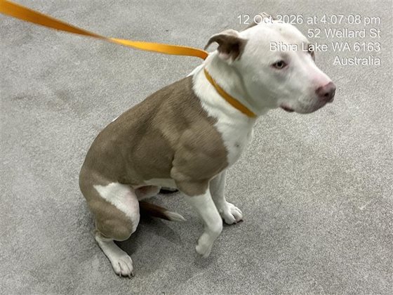 Tan and White  Dog, impounded 12 October 2026