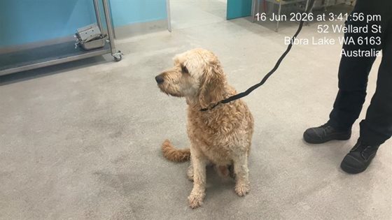 Cream  Dog, impounded 16 June 2026