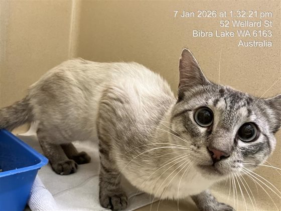 Tabby and White  Cat, impounded 07 January 2026
