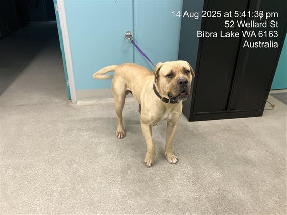 Beige  Dog, impounded 15 August 2025